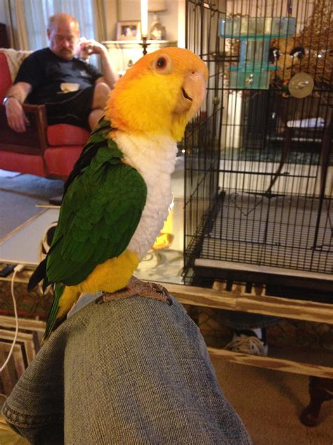 st. louis craigslist pets|st louis pets .